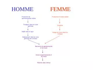 homme