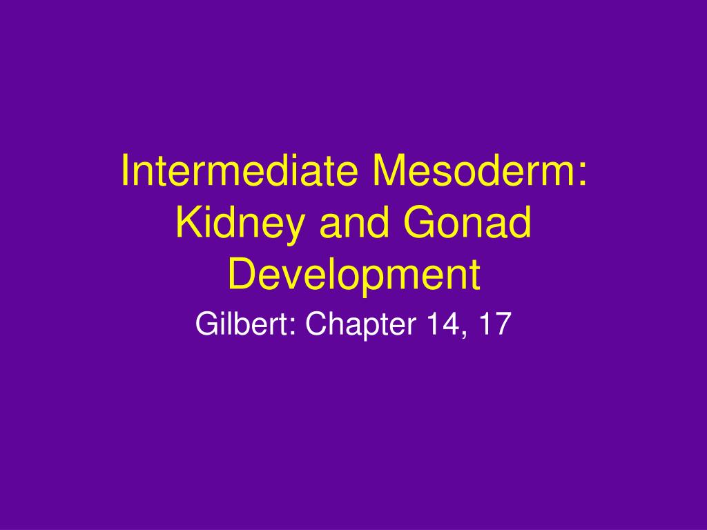 Mesodermal Development PPT - Intermediate Mesoderm: Kidney and Gonad Development PowerPoint ...