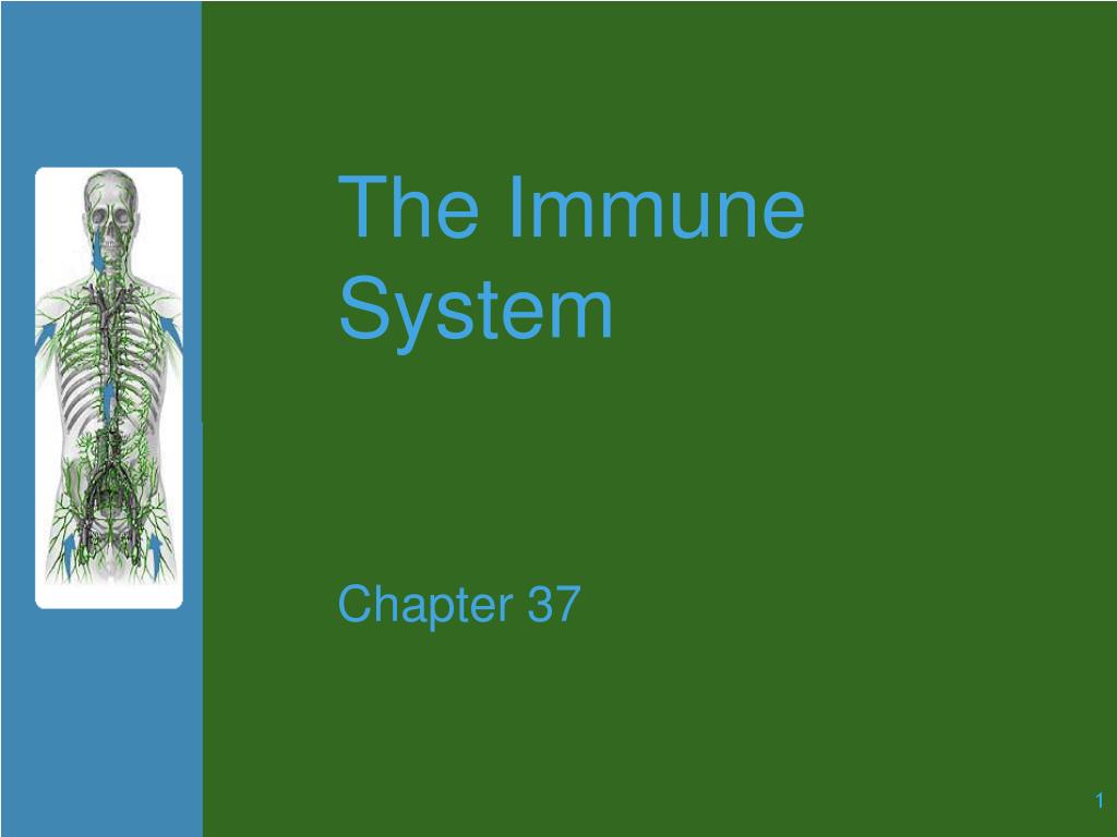 PPT - The Immune System PowerPoint Presentation, free download - ID:6127199