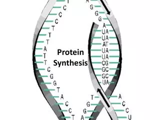 protein synthesis