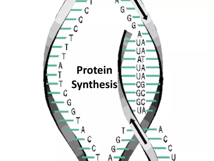 protein synthesis