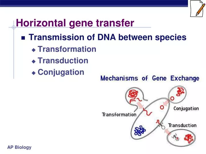 horizontal gene transfer