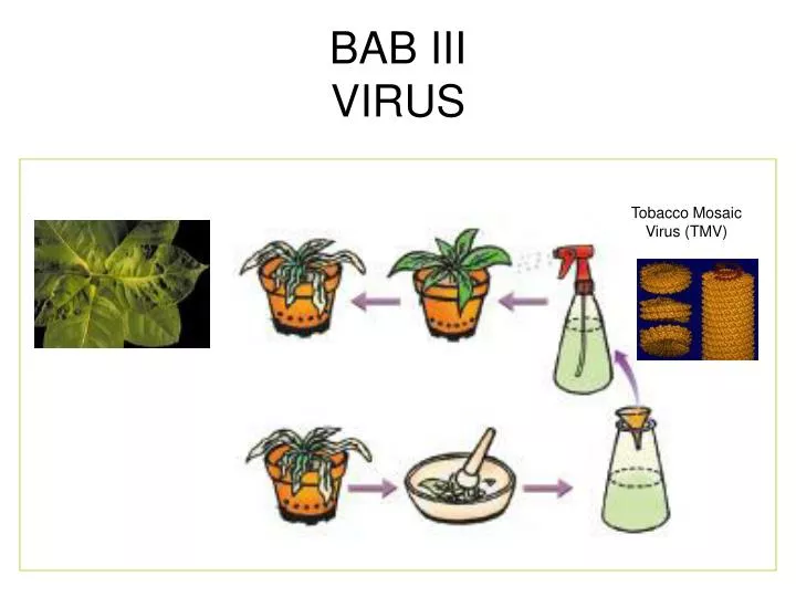 bab iii virus