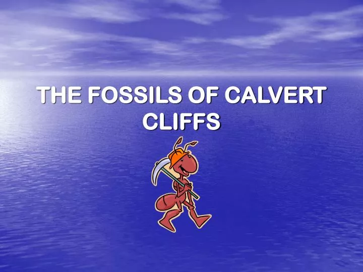 the fossils of calvert cliffs