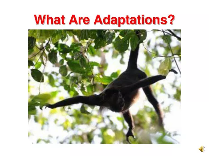 what are adaptations