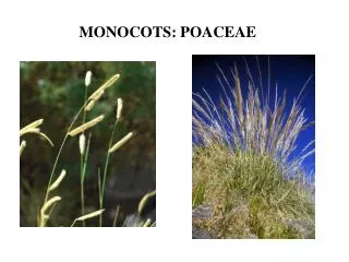 MONOCOTS: POACEAE