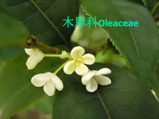 ??? Oleaceae