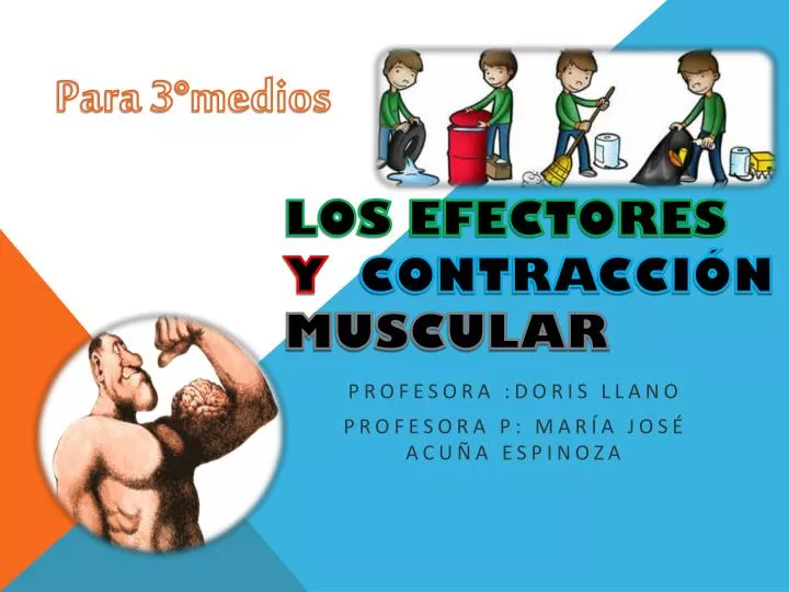 los efectores y contracci n muscular