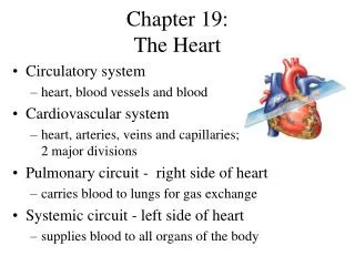 Chapter 19: The Heart