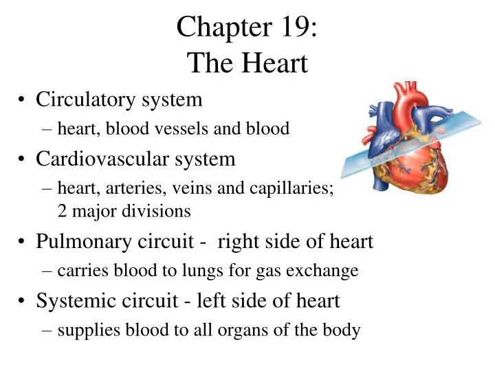 chapter 19 the heart