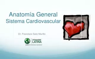 anatom a general sistema cardiovascular