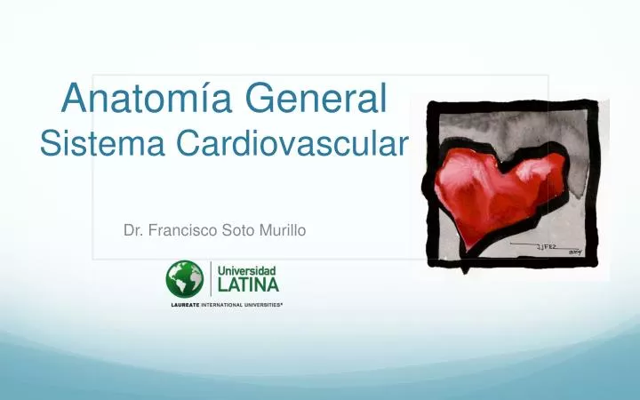 anatom a general sistema cardiovascular