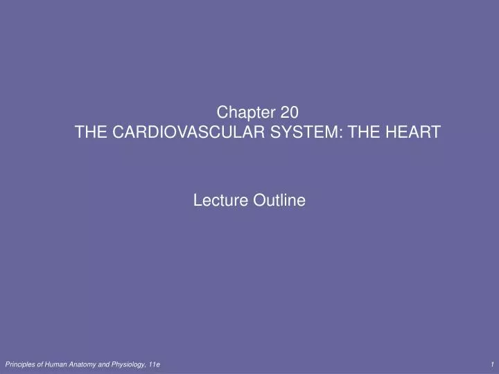Chapter 20 THE CARDIOVASCULAR SYSTEM: THE HEART