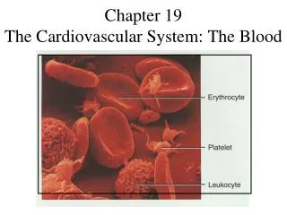 Chapter 19 The Cardiovascular System: The Blood