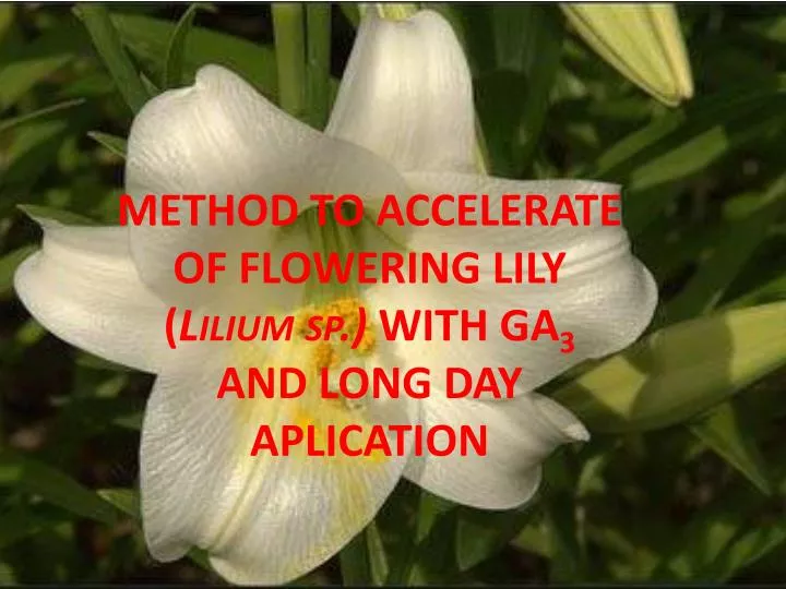 method to accelerate of flowering lily lilium sp with ga 3 and long day aplication