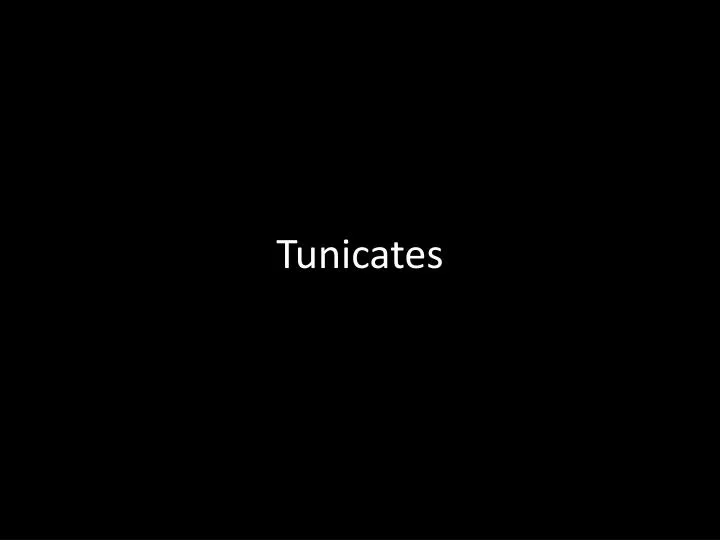 tunicates