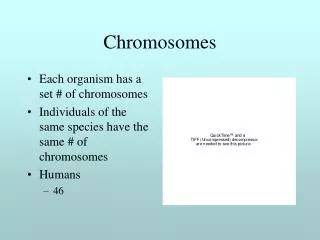 Chromosomes