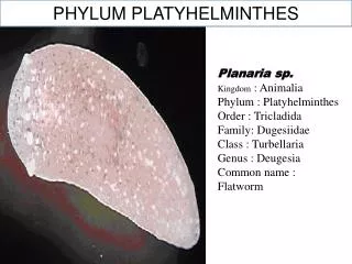 Planaria sp. Kingdom : Animalia Phylum : Platyhelminthes Order : Tricladida Family: Dugesiidae