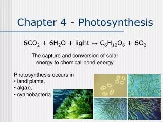 Chapter 4 - Photosynthesis