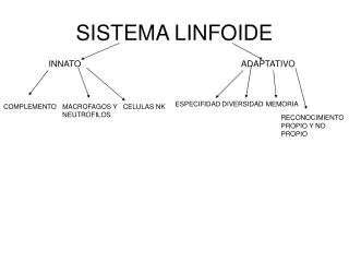 sistema linfoide
