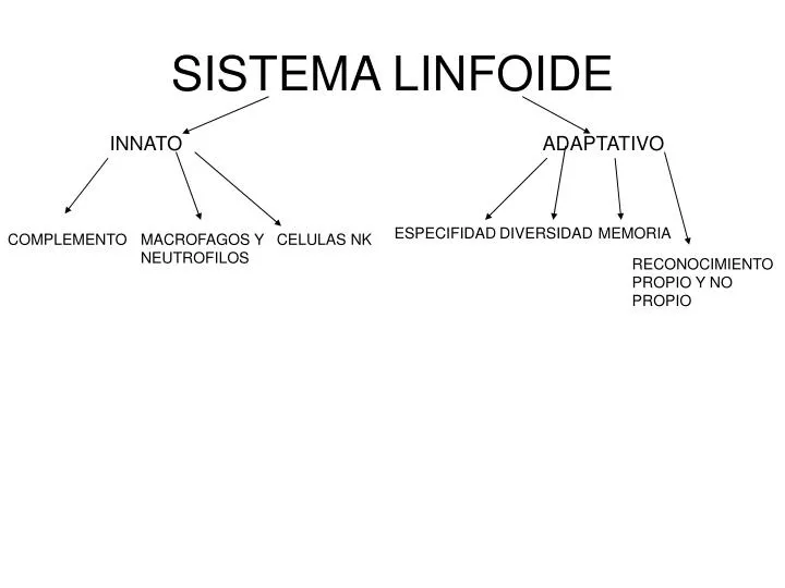 sistema linfoide