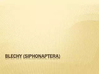 blechy siphonaptera