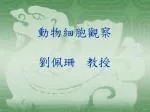 動物細胞觀察 劉佩珊 教授 - slide 1