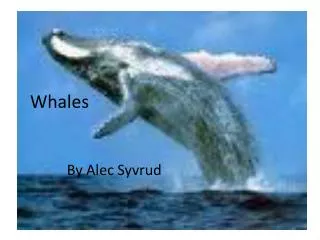 Whales