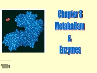 Chapter 8 Metabolism &amp; Enzymes