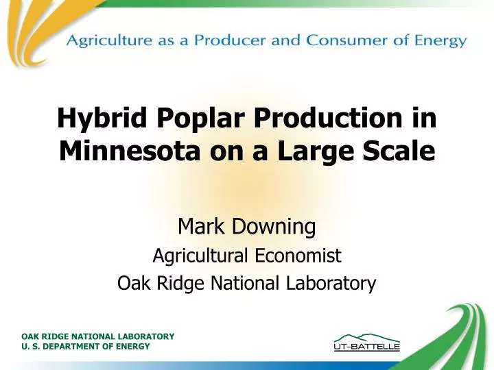 hybrid poplar production in minnesota on a large scale