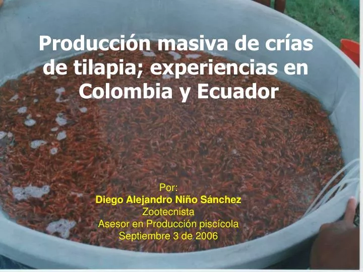 producci n masiva de cr as de tilapia experiencias en colombia y ecuador