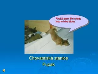 chovatelsk stanice pupak
