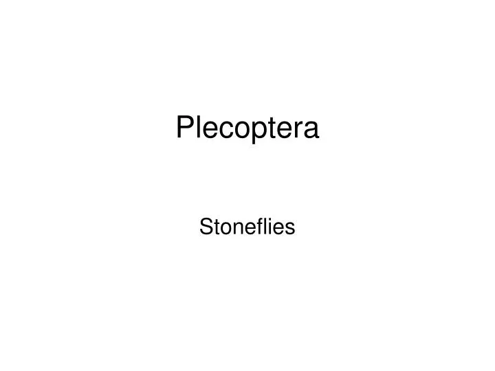 plecoptera
