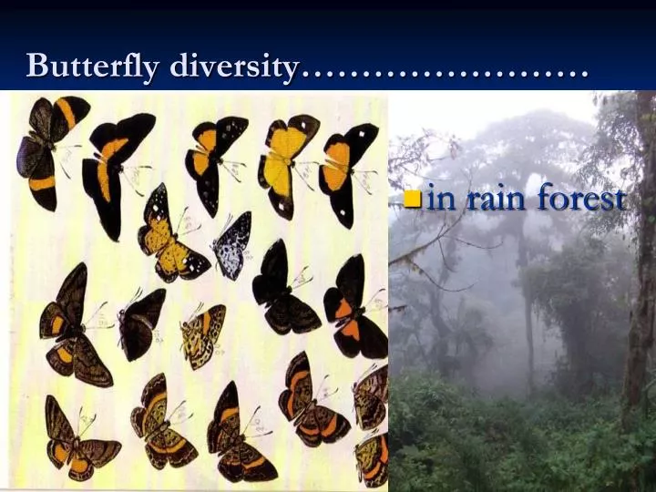 butterfly diversity