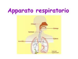 apparato respiratorio