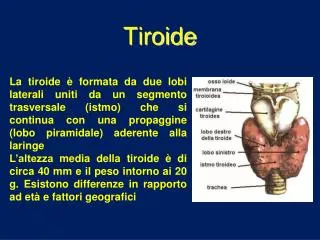 tiroide