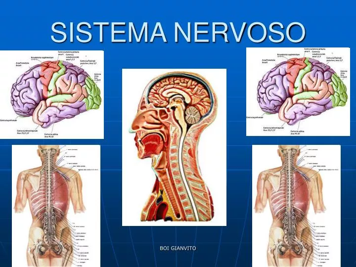 sistema nervoso