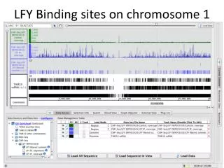 LFY Binding sites on chromosome 1