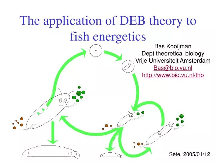 the application of deb theory to fish energetics
