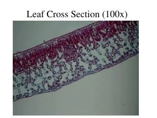 Leaf Cross Section (100x)