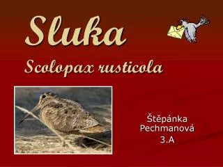 sluka scolopax rusticola
