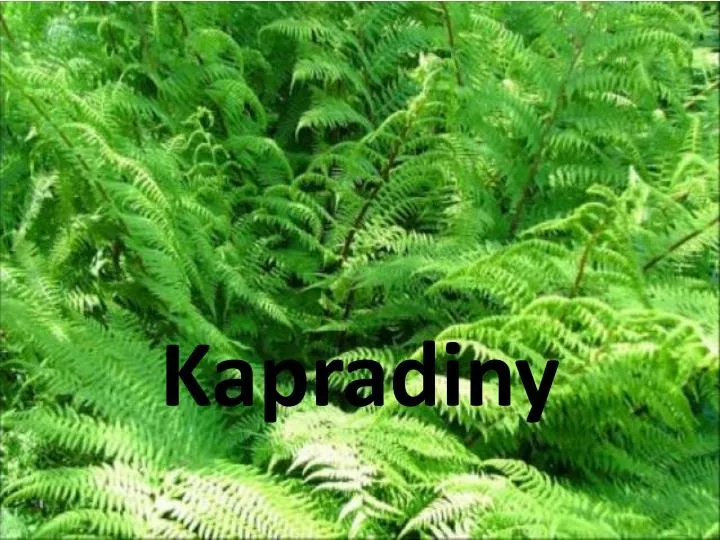 kapradiny