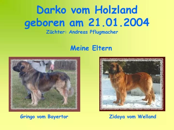darko vom holzland geboren am 21 01 2004