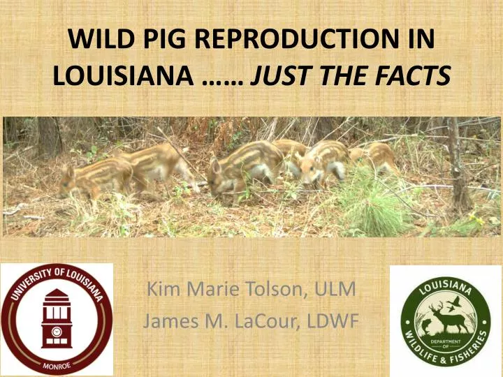 wild pig reproduction in louisiana just the facts