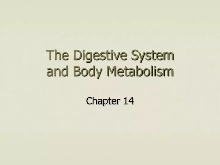 the digestive system and body metabolism