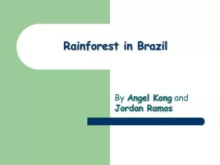 Rainforest in Brazil