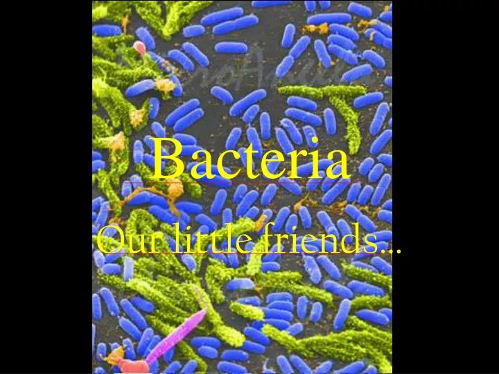 bacteria