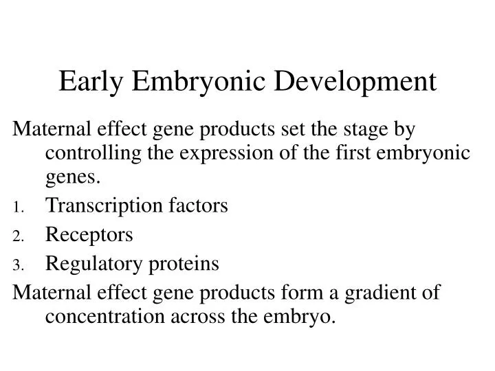 early embryonic development