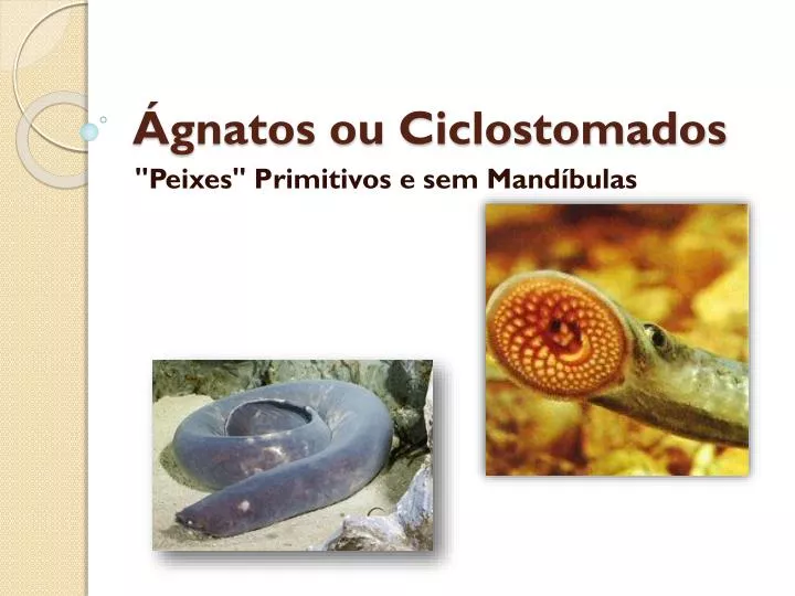 gnatos ou ciclostomados