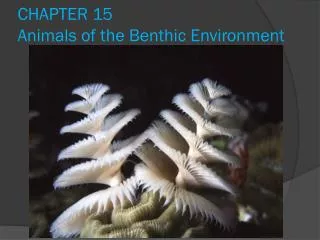 CHAPTER 15 Animals of the Benthic Environment